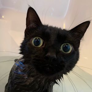 Meet your Posher, Libby